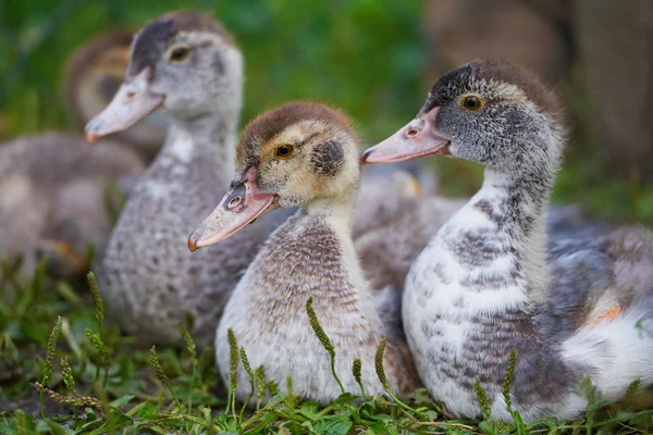 Young ducks — Stock Photo, Image