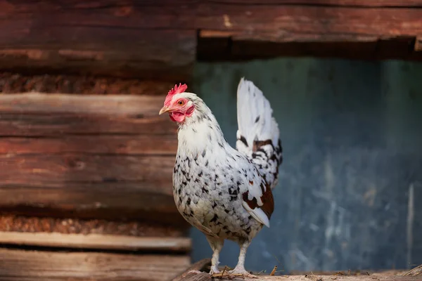 Kuře na tradiční volný výběh drůbežárny — Stock fotografie