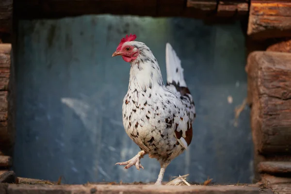 Pollo en granja de aves de corral tradicional — Foto de Stock