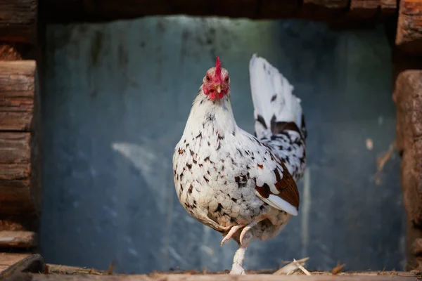 Курица на традиционной птицефабрике — стоковое фото