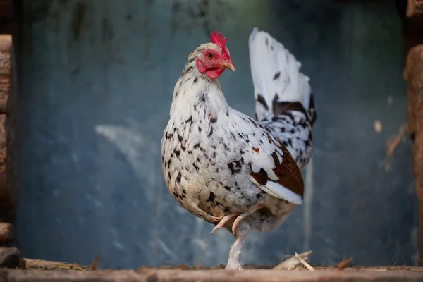 Pollo en granja de aves de corral tradicional — Foto de Stock