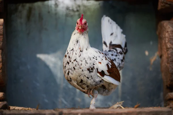 Kuře na tradiční volný výběh drůbežárny — Stock fotografie