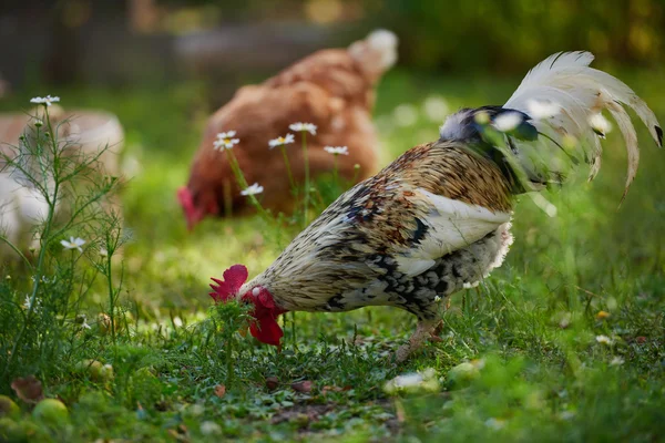 Tupp eller kyckling på traditionell frigående fjäderfäfarm — Stockfoto