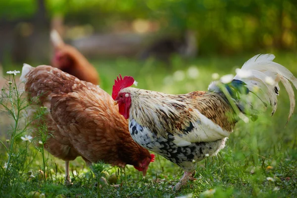 Galo ou frango na fazenda tradicional de aves de capoeira ao ar livre — Fotografia de Stock