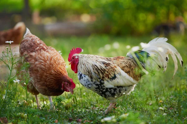 Kakas vagy csirke hagyományos szabadtartású baromfitartó gazdaságban — Stock Fotó