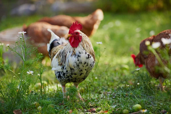 Galo ou frango na fazenda tradicional de aves de capoeira ao ar livre — Fotografia de Stock