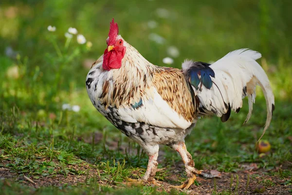 Galo ou frango na fazenda tradicional de aves de capoeira ao ar livre — Fotografia de Stock