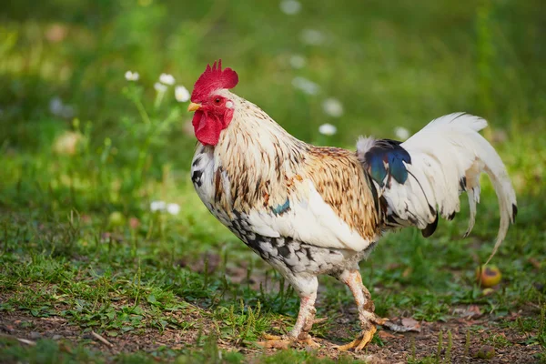 Kohout nebo kuře na tradiční drůbeží farmě volného výběhu — Stock fotografie