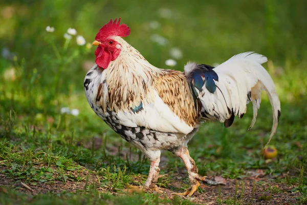 Kohout nebo kuře na tradiční drůbeží farmě volného výběhu — Stock fotografie