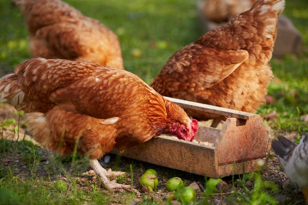 Pollos en granja de aves de corral tradicional — Foto de Stock