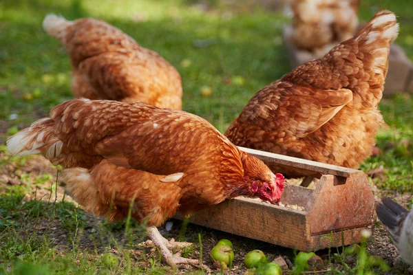 Galinhas na tradicional fazenda de aves de capoeira ao ar livre — Fotografia de Stock