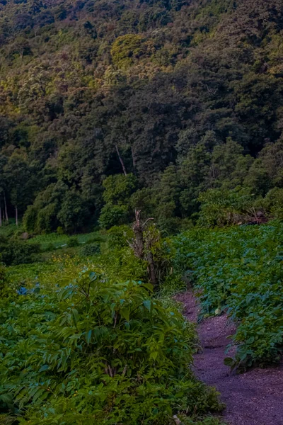 Camino Inmenso Bosque —  Fotos de Stock