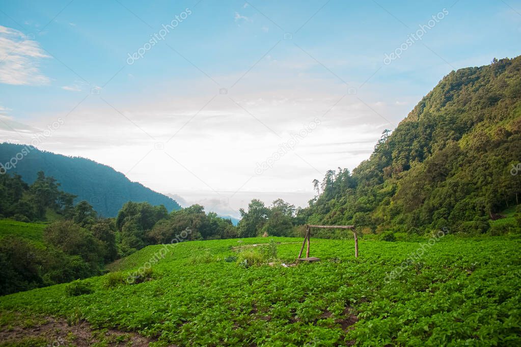 field plantings with beautiful valley and natural forest