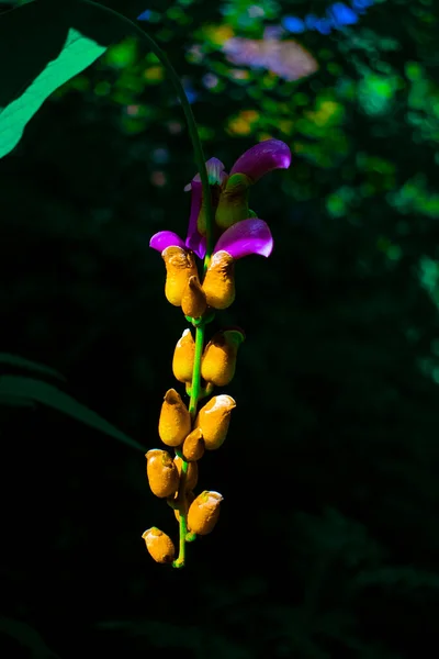 Belles Fleurs Naturelles Fond Jaune Noir — Photo