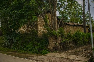 Büyük yapraklı terk edilmiş kerpiç evi.