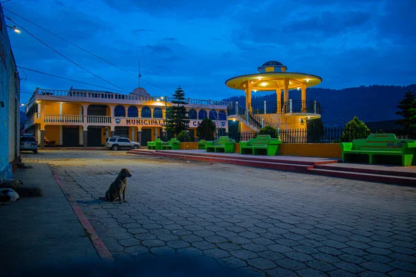 Cães Rua Cajola Com Parque Noite Luzes Acesas — Fotografia de Stock