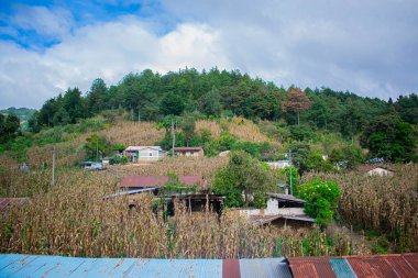 Evleri ve mısır tarlaları olan orman manzarası