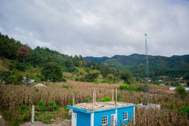 Ormanlı ev ve kuru mısır ekimi