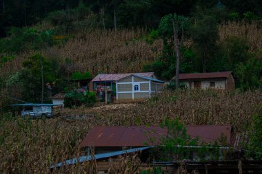 Kuru ağaçlarla ekili mısırlı ev