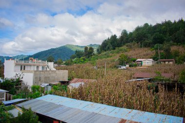 Kuru mısır ve ev arasında ağaçlar.
