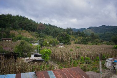 Bulutlu çam ormanı ve mısır tarlalı evler