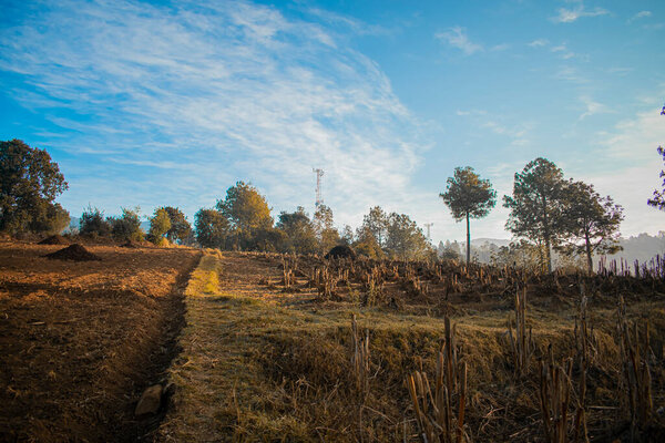 красивый пейзаж с деревьями