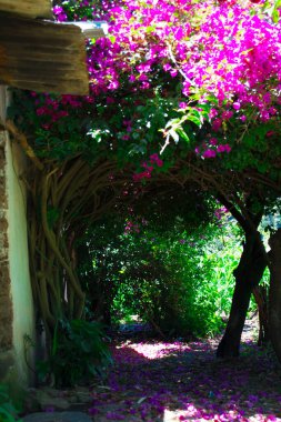 Yeşil ve pembe çiçekli güzel kaldırımlar.