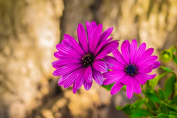 Belas Flores Cor Rosa Com Folhas Pequenas — Fotografia de Stock