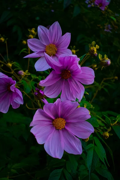 Schöne Große Rosa Blumen Mit Schwarzem Hintergrund — Stockfoto