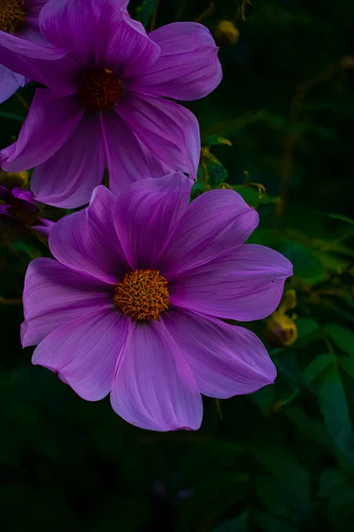 Цветущие Цветы Большими Розовыми Лепестками Лесу — стоковое фото