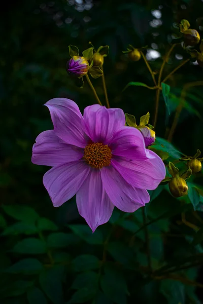 Grands Pétales Roses Avec Lignes Concentrées Avec Soleil — Photo