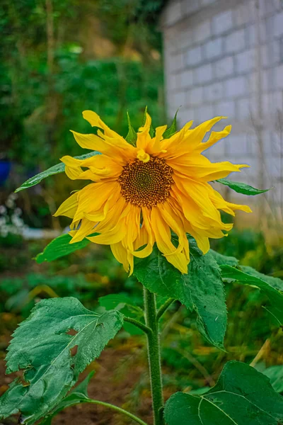 Beautiful Sunflower Flowers Large Petals — Stock Photo, Image