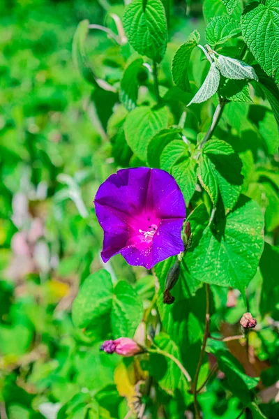 Flor Floresta Natural Com Texturas — Fotografia de Stock