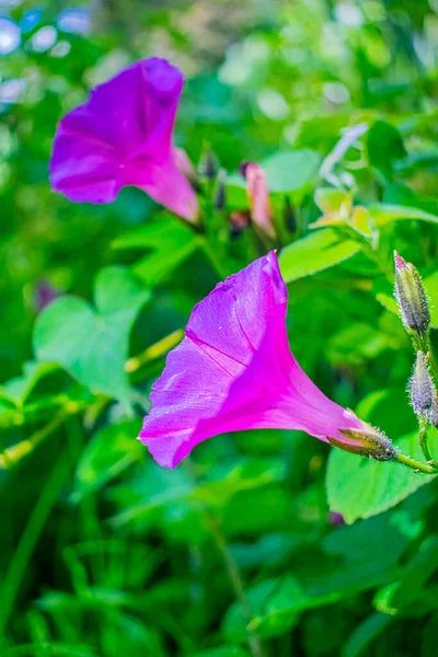 Mooie Natuurlijke Liana Bloemen — Stockfoto