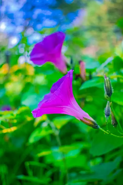 Krásný Květ Pozadí Zelená Zaměřený — Stock fotografie