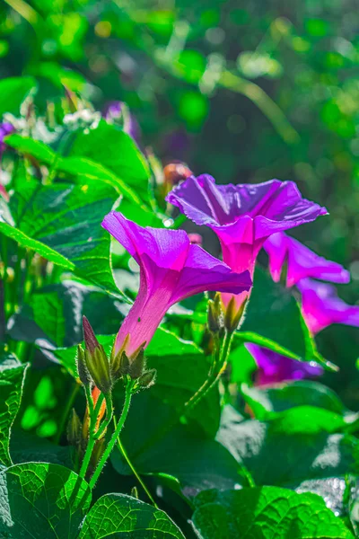 Přírodní Liánové Květy Zelenými Listy Sluncem — Stock fotografie