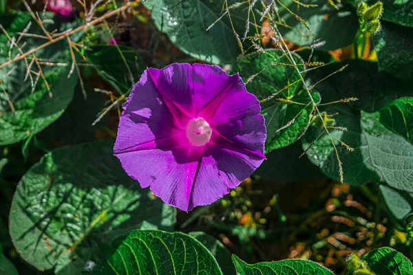 Flor Chão Com Folhas Fundo Sujeira — Fotografia de Stock