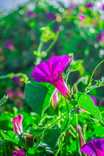 Růžový Zvonek Květiny Cajola — Stock fotografie