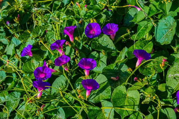 Натуральна Квітка Ліани Листям Формі Серця — стокове фото