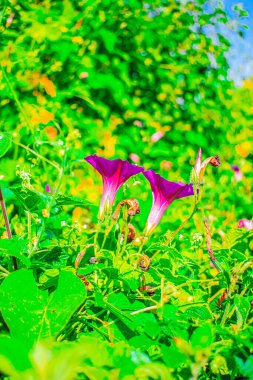 Yapraklar arasında iki doğal liana çiçeği