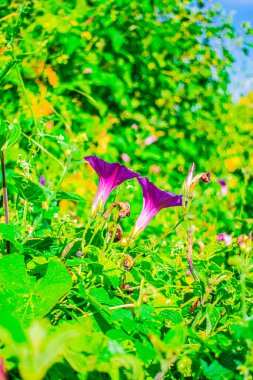 iki mor liana çiçekli