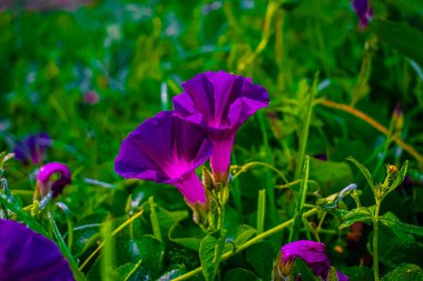 Orman çimenleriyle acı