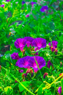 Doğal zemin üzerinde çiçekler