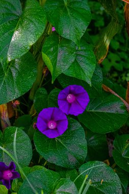 Yerde yeşil çimenli çiçekler