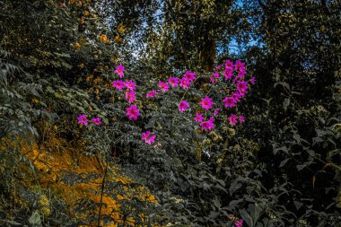 Siyah arka planı olan doğal orman çiçekleri.