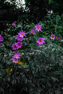 Doğal yeşil yaprakları ve siyah arka planı olan doğa çiçekleri.