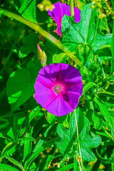 Runde Blume Mit Natürlichen Grünen Blättern — Stockfoto