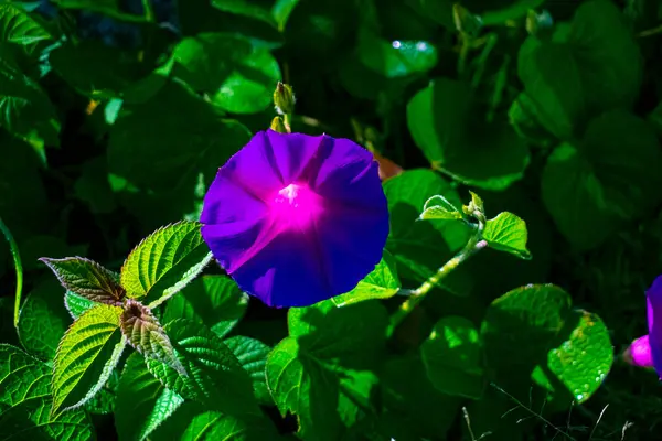 Fialové Květy Zelenými Listy — Stock fotografie