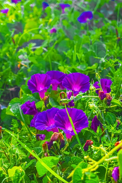 Květiny Přírodní Půdě — Stock fotografie