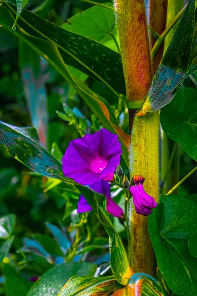 Fleur Canne Maïs — Photo